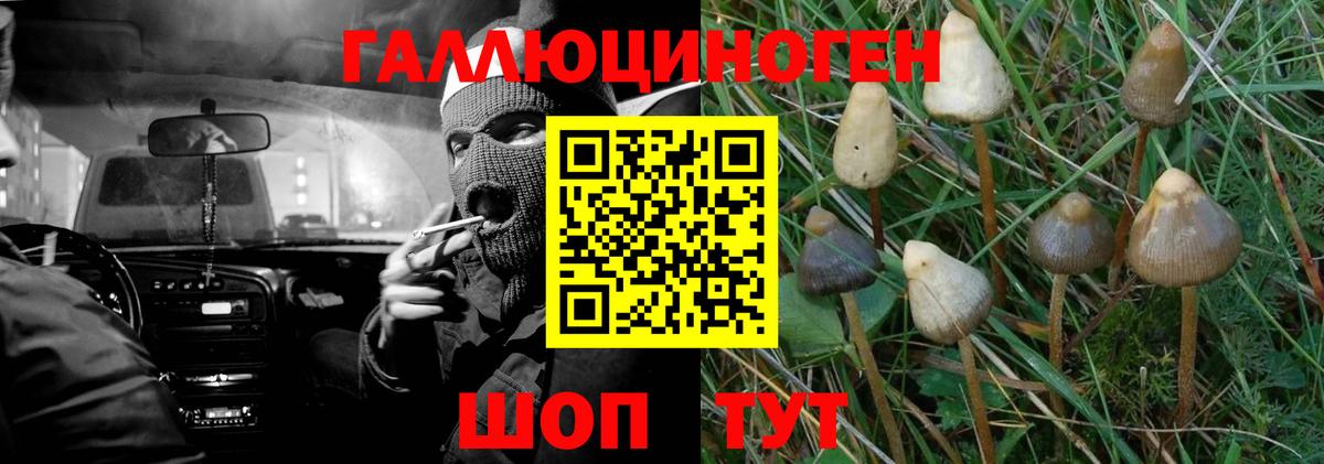 Псилоцибиновые грибы Psilocybe Гагарин